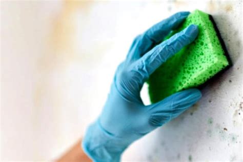 How To Remove Mold From Walls For Good Housewife Tos