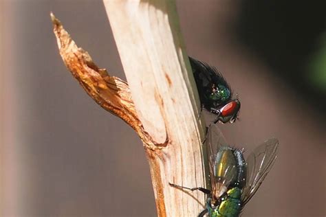 Bot Fly Removal Dogs - Botflies Symptoms And Treatment