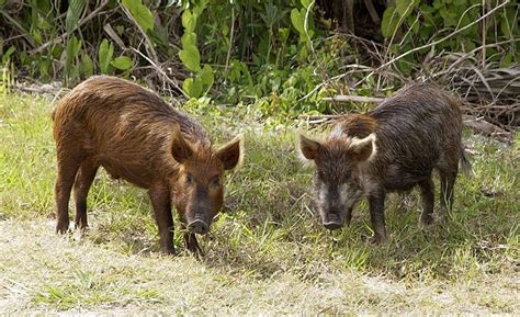 Australia's Most Invasive Species