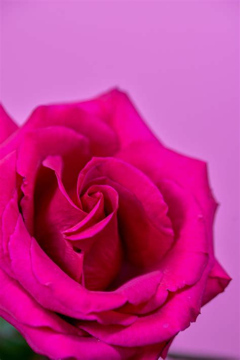 79 Wallpaper Pink Rose Picture - MyWeb