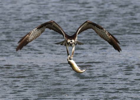 Can Birds Eat Fish? Interesting Dietary Facts You Never Knew!