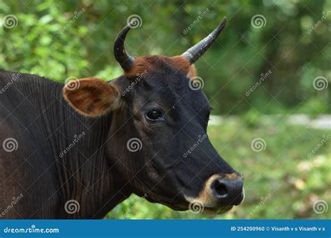 Cow face closeup picture stock photo. Image of grass - 254200960