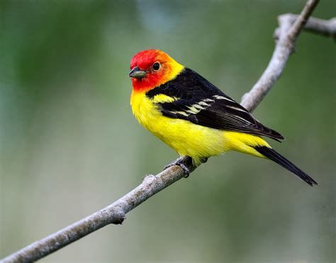 Western Tanager - FeederWatch