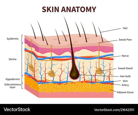 Skin Labeled Skin Model Medical Anatomy Epidermis | Images and Photos ...