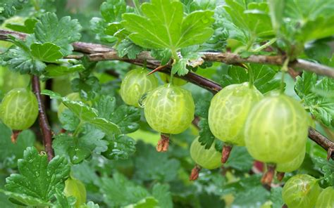 Gooseberry - A Natural Health Rejuvenator - Healthyliving from Nature ...