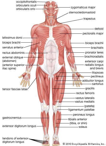 Human muscle system - Upper Limb Changes | Britannica