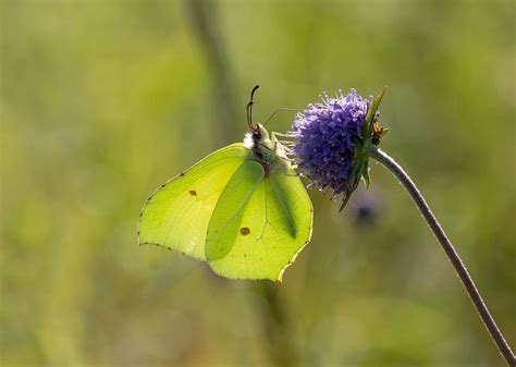 Male Brimstone butterfly | Brimstone, Dog drawing, Butterfly