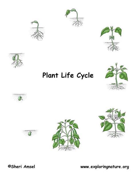 Plant Life Cycle