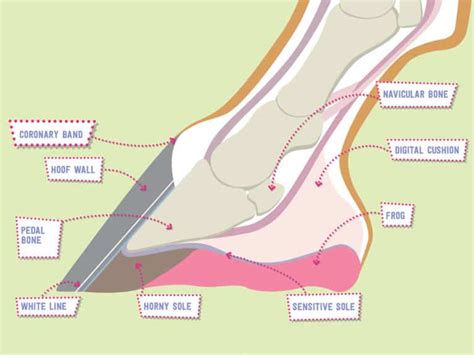 Hoof-anatomy-diagram | Pony Magazine