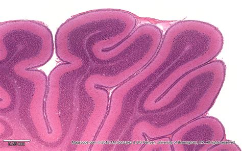 Histology Slide Download. Magscope.com