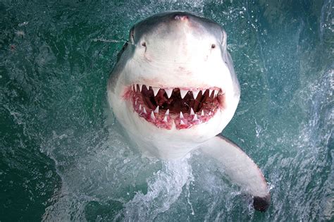 Smiling great white shark flashes teeth inches from camera