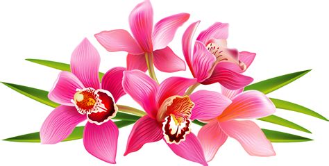 Orchid clipart orchid flower, Orchid orchid flower Transparent FREE for ...