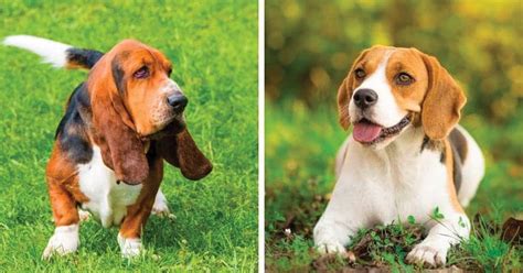 Basset Hound vs Beagle: Pros & Cons of Both Breeds - My Dog's Name