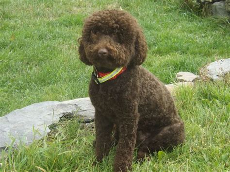 9 best poodle puppies images on Pinterest | Poodles, Chocolate poodle ...