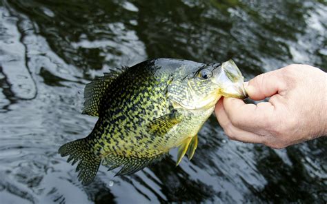 Crappie Fishing 101: How To Catch Crappie Like A Boss