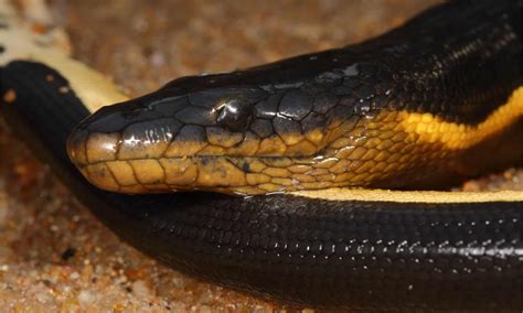 Yellow-Bellied Sea Snake - A-Z Animals