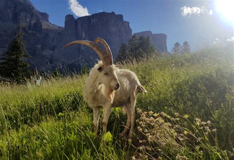 #Nature in The Dolomites – Our animals | Nature Hotel Delta