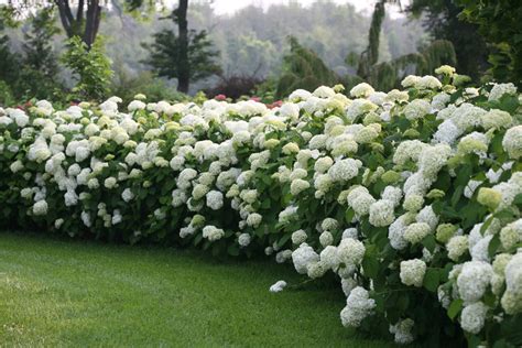 Incrediball® - Smooth Hydrangea - Hydrangea arborescens | Proven Winners