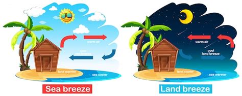 Free Vector | Diagram showing circulation of sea and land breeze