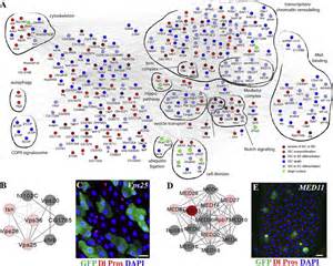 Regulatory Network for Genes Identified from the Screen | Download ...