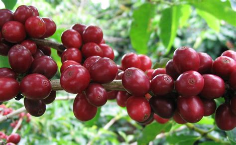 CoffeeBerry - There’s Something You Didn’t Know about Coffee | about.me