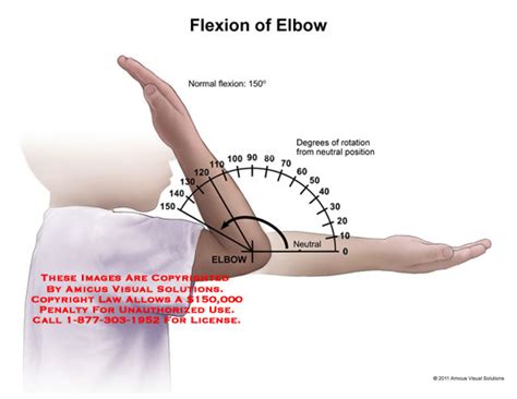 AMICUS Illustration of amicus,anatomy,range,motion,elbow,flexion ...