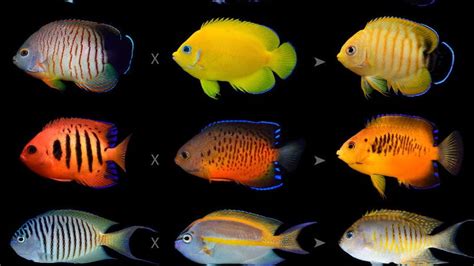 Top 7 best dwarf angelfish for reef tank (with picture)