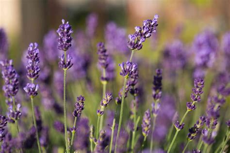 How to Grow and Care for English Lavender