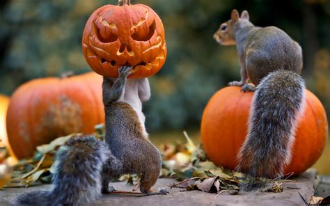 デスクトップ壁紙 : ハロウィン, かぼちゃ, マスク, リス, 野生動物, 齧歯類, 秋, 動物相, 哺乳類, 彫刻, 作物 ...