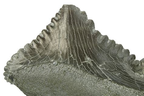 4.4" Bizarre Shark (Edestus) Jaw Section with Teeth - Carboniferous ...