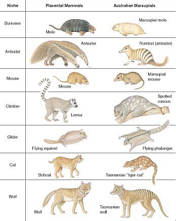 Parallel Evolution between marsupials and placentals - Home