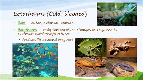 Ectotherms and Endotherms - YouTube