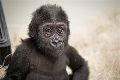 Baby gorilla from Wisconsin finds new family at Columbus Zoo – 614NOW