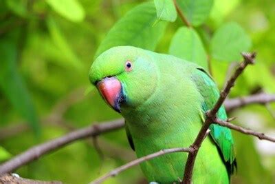 25 Different Types of Green Parrots (with Pictures)