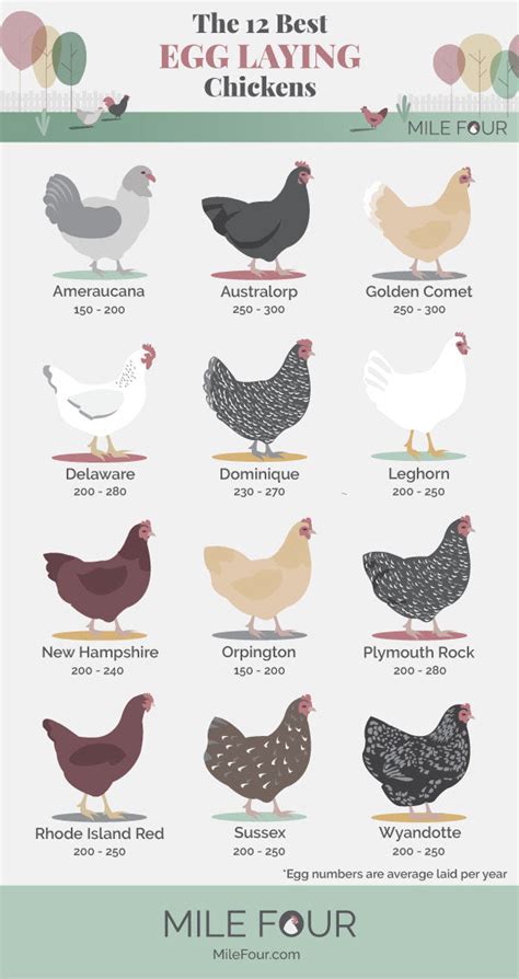 The 12 Best Egg-Laying Chicken Breeds : r/BackYardChickens