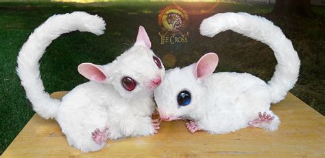 Leucistic Sugar Glider and Ruby Eye Sugar Glider Pair! - Wood Splitter ...