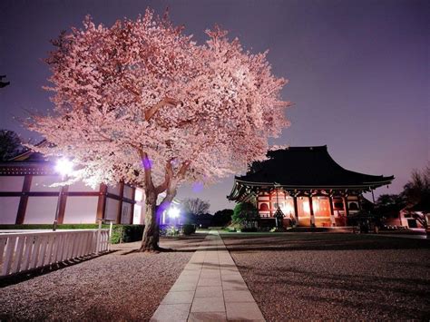 Japanese Garden Cherry Blossom Wallpaper