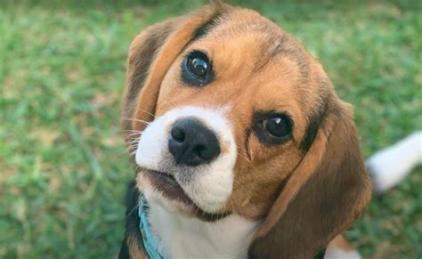 Beaglier Dog Breed Information & Characteristics