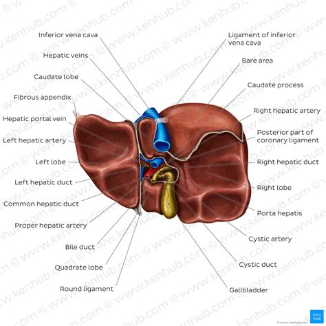 Liver Anatomy Liver Gallbladder Functions Anatomystuff | The Best Porn ...