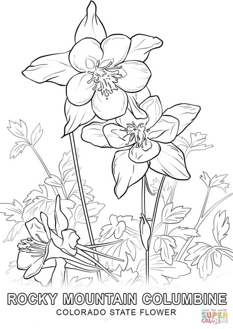 Colorado State Flower coloring page | Free Printable Coloring Pages