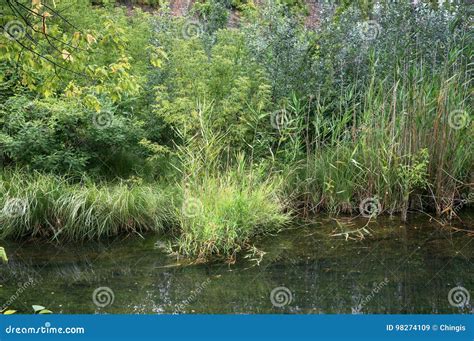 Marshy Areas of the Old Lake Stock Image - Image of leaves, stem: 98274109