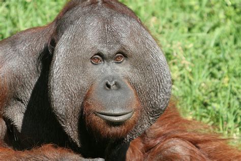 The Bornean Orangutan - SNSH