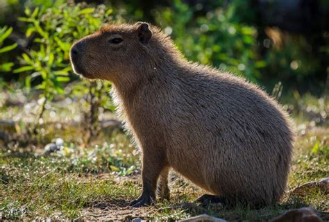 How Fast Can a Capybara Run? - CapybaraTips