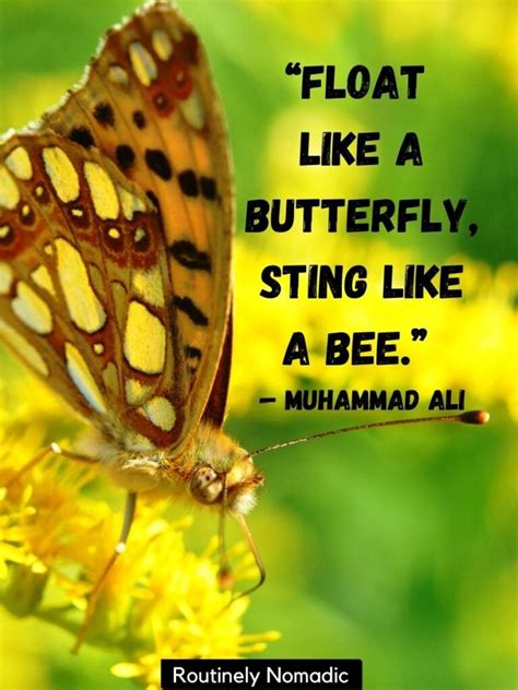 Butterfly Quotes: 215 Perfect Butterfly Sayings for 2023 | Routinely ...