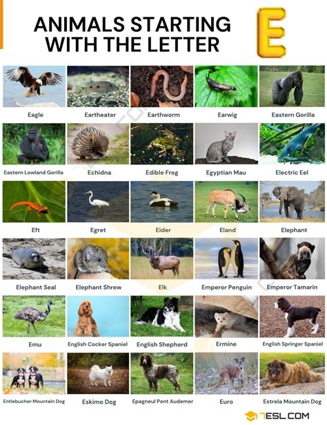 The Ultimate Guide To Discover Animals With The Letter E