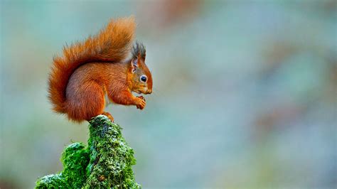 17 Facts About Red Squirrel - Facts.net