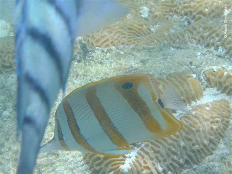 Snorkeling in Pulau Sapi, Tunku Abdul Rahman Marine Park | Snorkeling Sabah