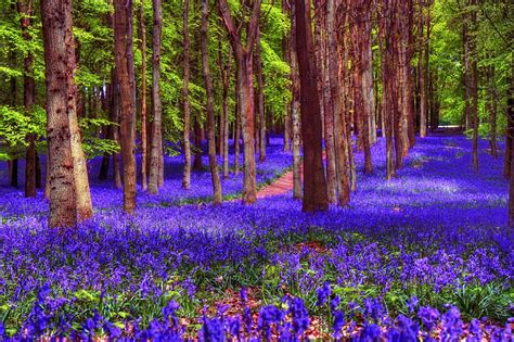 Bluebell Woods, Ashridge in 2020 | Forests in england, Nature, Green ...