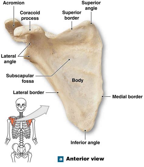 Scapula fracture causes, symptoms, diagnosis, treatment & prognosis