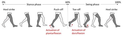 Ankle Mobility Exercises To Improve Dorsiflexion | atelier-yuwa.ciao.jp